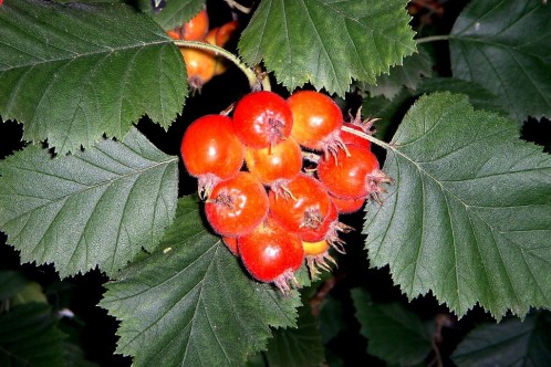 Боярышник кроваво-красный