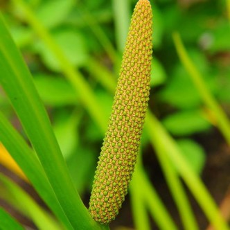 Аир болотный