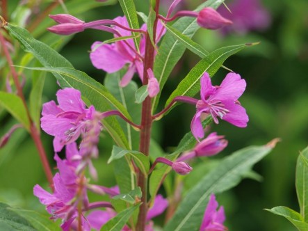 Кипрей (Иван-чай)